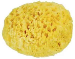 natural sponging sponge