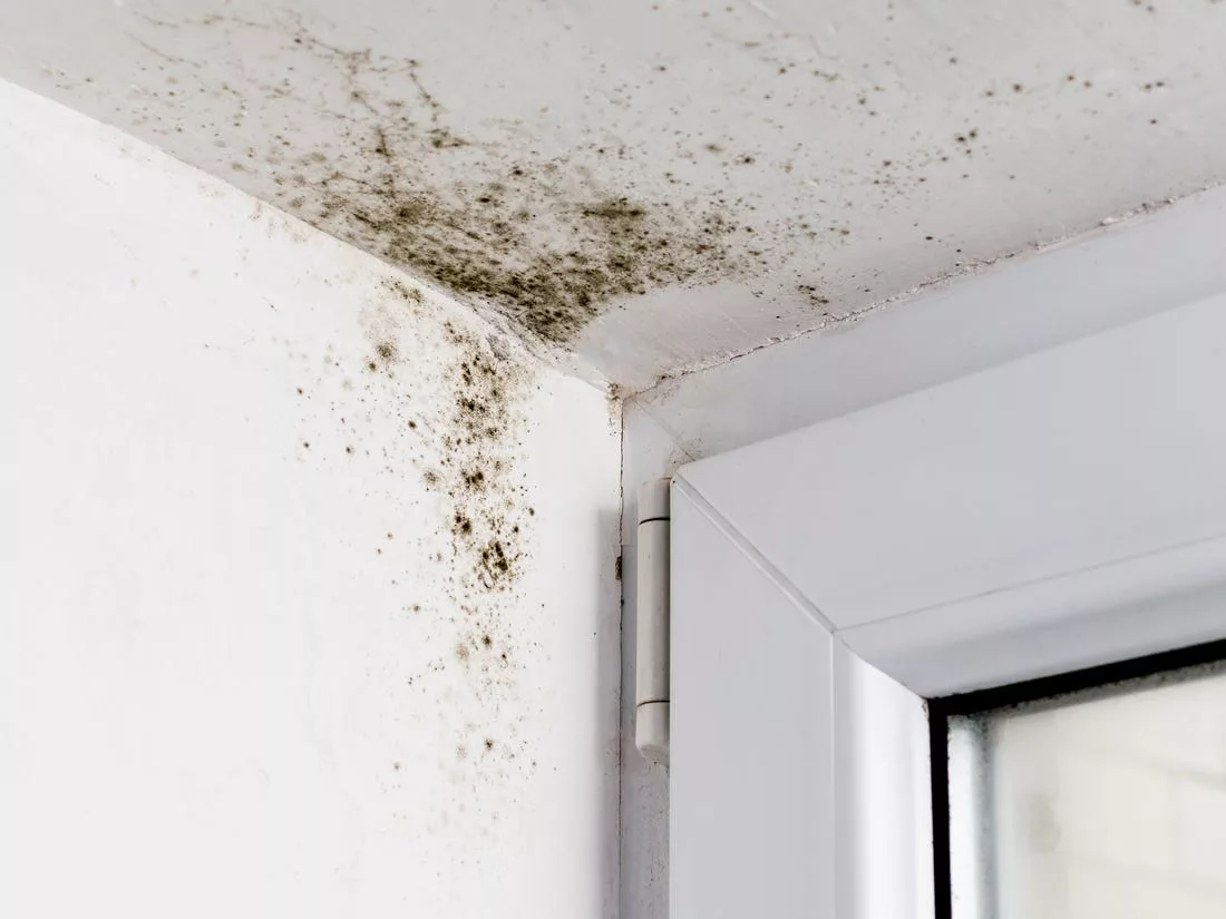 delete wall mold