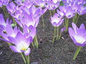 grow rhizome bulbs