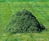 Mow the lawn