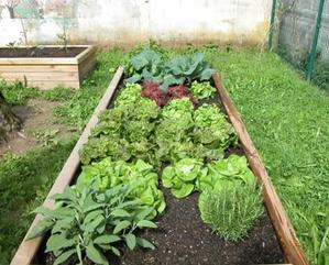 ortho borders flower beds