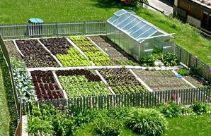 Paths and borders in the vegetable garden
