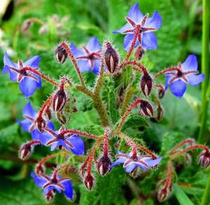 borage