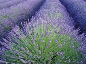 lavender