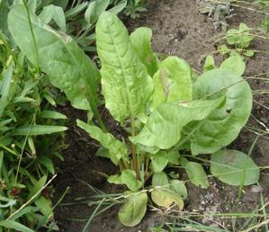rumex acetosa sharp grass
