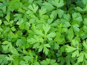 parsley