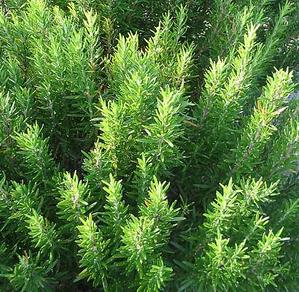 rosemary