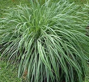 Anti mosquito plants