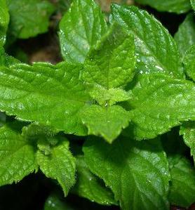 mint