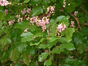 pongamia