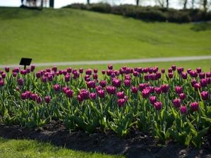 Where to grow bulbs