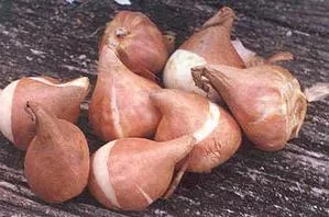 How to store the bulbs