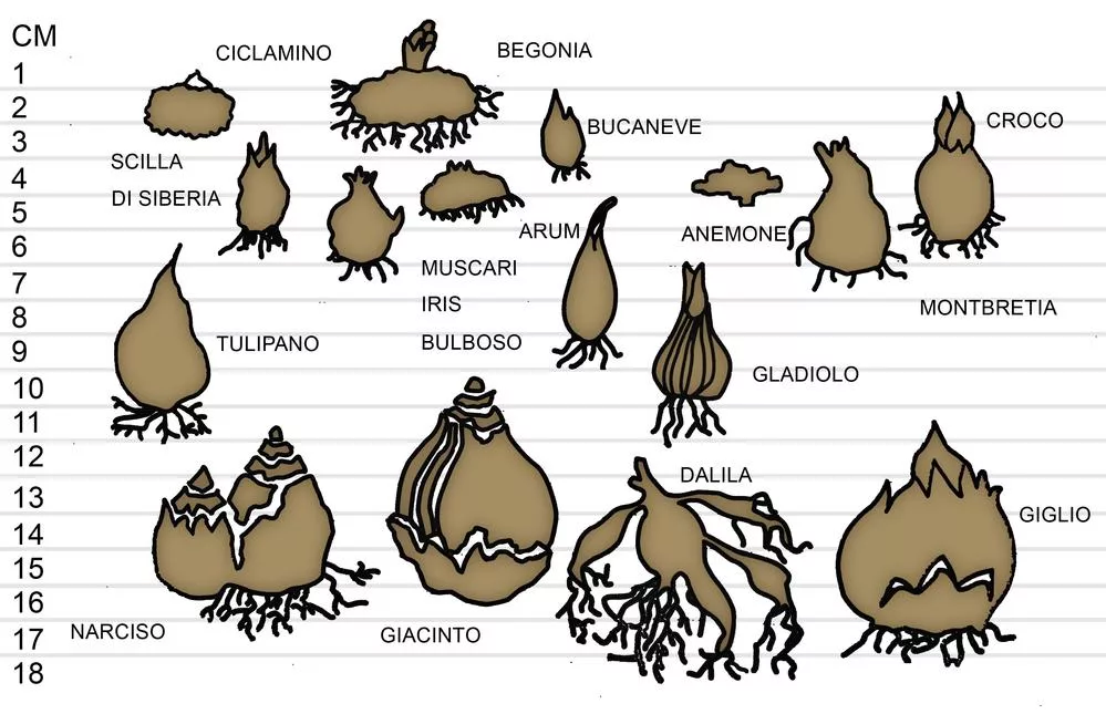 depth planting bulbs