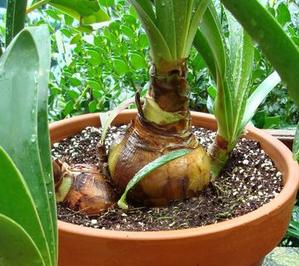 Divide the rhizomes