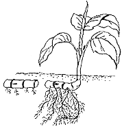 rhizome