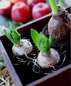 Forcing flowering bulbs