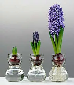 bulb vase water