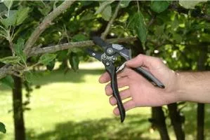 Pruning techniques