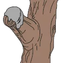 pruning putty