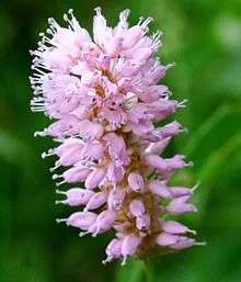 Polygonum bistorta