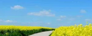 Rapeseed oil