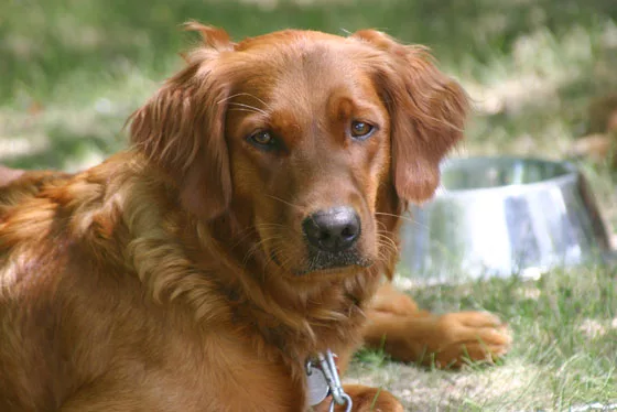 dog adult
