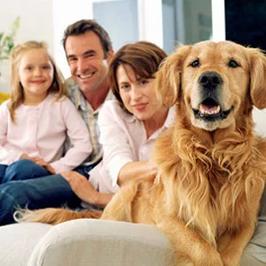 Categories in the veterinary manual