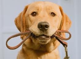 Take a walk with the dog, pay attention to the weather conditions