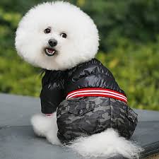 How to behave with the dog during the seasons of the year