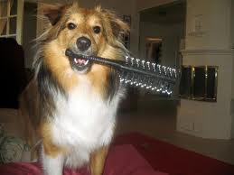 How to wash the dog