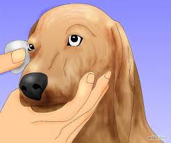 Dog eye care