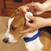 Dog ear care