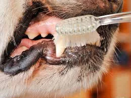 Dog teeth care