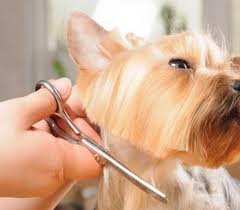 Dog shearing
