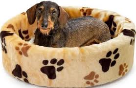 dog toilet