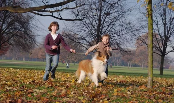 dog walk