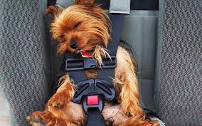 Traveling with the dog