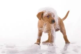 Dogbath