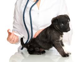 Attention to the puppy