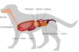 dog inside