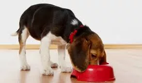 The digestive process of the dog