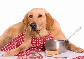 The fundamental elements in the digestive process of the dog