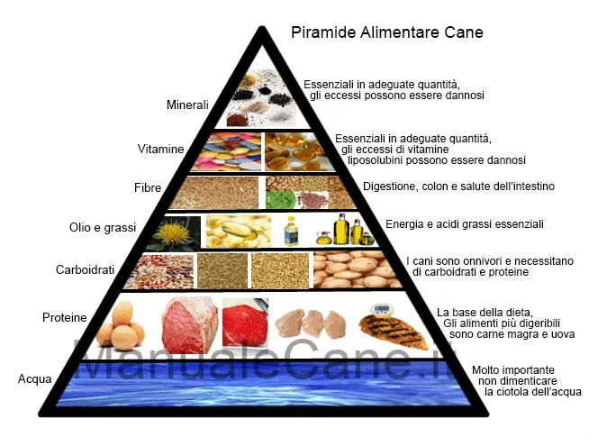 Minerals essential to the life of the dog