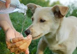 Give the dog water to drink