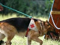 cane_guida