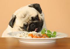 Dog food sources