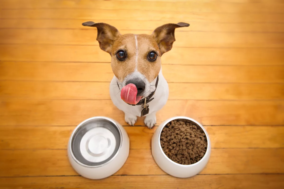 Canned dogs food