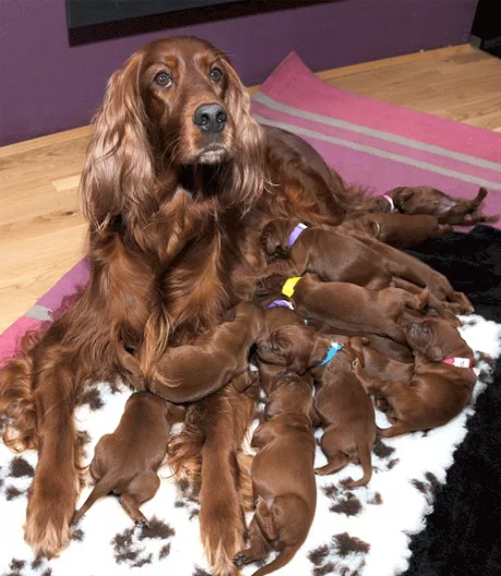 Feeding the dog at various ages