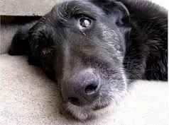 The diet of the elderly dog
