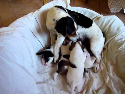 Pregnant and lactating dog